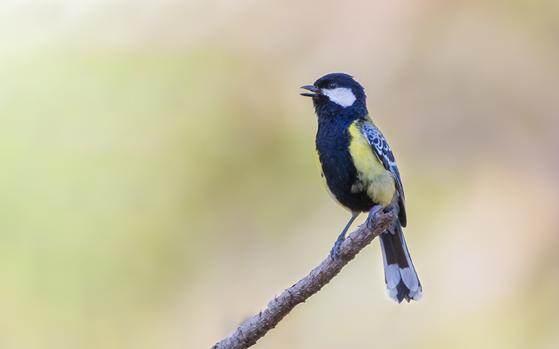 Langbian Tit (Parus (monticolus) legendrei) at Da Lat Birding Trails - Southern Vietnam. Photo by: Phuc Le - Vietnam Bird Photography Tours - Vietbirdphototours.com
